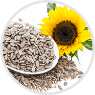 max-volume-sunflower-round